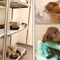 Los sistemas de túneles artificiales son fundamentales para realizar investigaciones sobre los patrones de comunicación vocal del tuco-tuco colonial