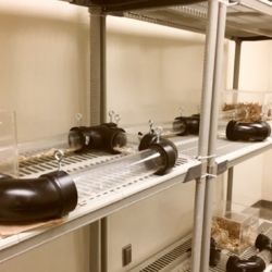 Se trata de una especie de roedor en peligro de extinción.