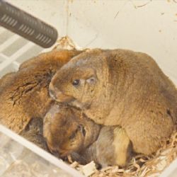 El estudio de especialistas del CONICET será útil para proteger a esta especie en extinción y fortalecer el desarrollo de la bioacústica.