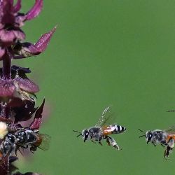Abejas chupan el néctar de las flores en la ciudad de Kuwait. Foto de YASSER AL-ZAYYAT / AFP | Foto:AFP
