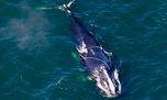La ballena franca del Atlántico Norte avanza en su lucha por no desaparecer