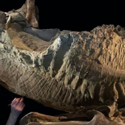 Una de las "momias" de un Edmontosaurus annectens encontradas en Wyoming.