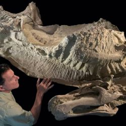 Los restos fósiles estaban en perfecto estado de conservación.