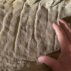 La piel escamosa de esta 