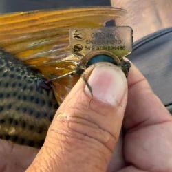 Este dorado fue marcado el 4 de octubre y fue recapturado 18 días más tarde, en el mismo lugar del Isoró. 