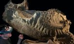 Encuentran en EE.UU. las momias de dinosaurios mejor conservadas del mundo