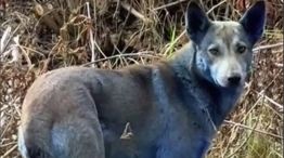 Los perros azules causan sorpresa y misterio.