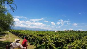 Viñedos