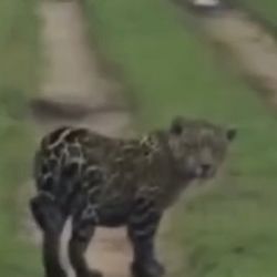 Se trata del ejemplar número 41.