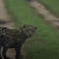 Podría tratarse de un individuo aún no identificado por el equipo técnico de Rewilding Argentina