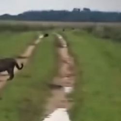 De confirmarse, significaría la incorporación de un nuevo integrante a la población silvestre de la especie en Iberá