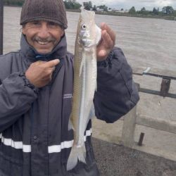 Sin lugar a dudas, serán las últimas fichas para la pesca del pejerrey, habrá que aprovecharlas y disfrutarlas mientras se pueda. Noviembre suele mantenerse con capturas, pero a medida que se viene el calor, su actividad disminuirá. A estar atentos a las jornadas con buenos caudales en el río, a las bajas temperaturas y buscar al Flecha de Plata. 