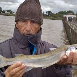 Sin lugar a dudas, serán las últimas fichas para la pesca del pejerrey, habrá que aprovecharlas y disfrutarlas mientras se pueda. Noviembre suele mantenerse con capturas, pero a medida que se viene el calor, su actividad disminuirá. A estar atentos a las jornadas con buenos caudales en el río, a las bajas temperaturas y buscar al Flecha de Plata. 