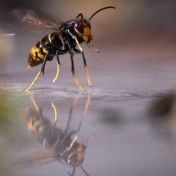 Un avispón asiático (Vespa Velutina Nigrithorax) en Hochstatt, este de Francia. Foto de SEBASTIEN BOZON / AFP | Foto:AFP