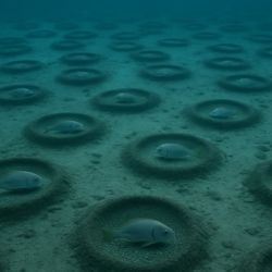 Parte de los nidos de peces encontrados bajo el hielo antártico.
