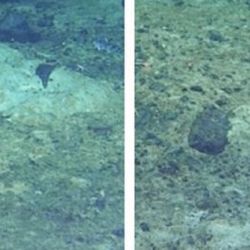 Dos de los nidos de peces hallados.