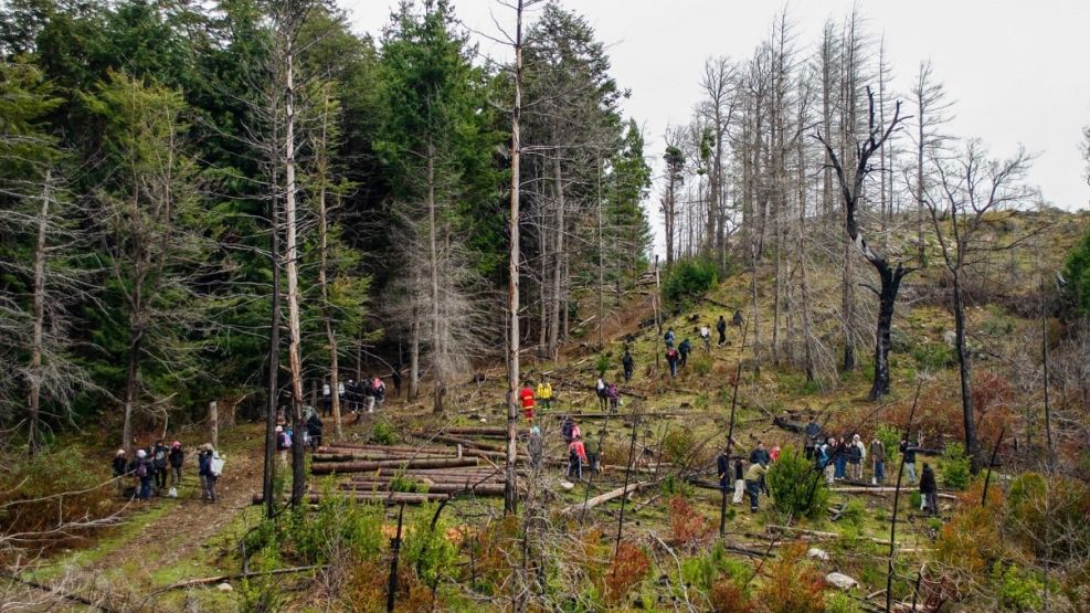 Reforestacion Chubut