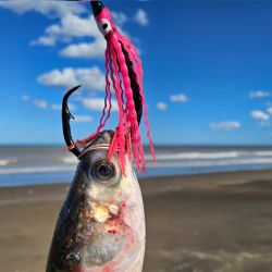 La carnada, infalible: media lisa mediana, atada firmemente con hilo de goma para que aguante el embate del oleaje, dejando la punta del anzuelo bien libre.