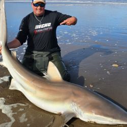 La carnada, infalible: media lisa mediana, atada firmemente con hilo de goma para que aguante el embate del oleaje, dejando la punta del anzuelo bien libre.