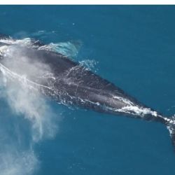 La ballena franca del Atlántico Norte avanza en su lucha por no desaparecer
