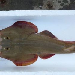 La iniciativa surgió tras un trabajo conjunto de divulgación realizado por el equipo de Jaureguizar durante las 24 Horas de la Corvina Negra, donde el año pasado instalaron una carpa biológica para informar a los pescadores sobre la importancia de conservar especies costeras. 