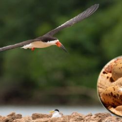 El parque alberga una gran variedad de aves.
