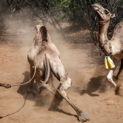 Un joven pastor samburu golpea con un palo a un camello reacio mientras arrea un grupo de camellos en una zona remota cerca de Sereolipi. Estos mamíferos de cuello largo, que pueden alimentarse de pastos secos, pasar más de una semana sin agua y producir hasta seis veces más leche que el ganado autóctono, están aumentando progresivamente en el norte de Kenia, donde los cambios climáticos han exacerbado la malnutrición y alimentado las tensiones en las últimas décadas. | Foto:LUIS TATO / AFP