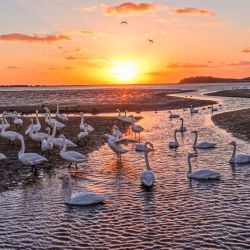 Vista aérea tomada con un dron de la vista matutina en el humedal del Lago de los Cisnes, en la ciudad de Rongcheng, en la provincia de Shandong, en el este de China. | Foto:Xinhua/Li Xinjun