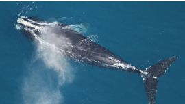 La ballena franca del Atlántico Norte avanza en su lucha por no desaparecer