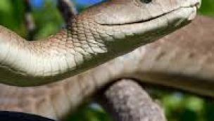 Desarrollan un antiveneno que protege contra 17 serpientes.