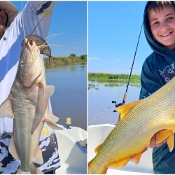 La expectativa es que, con la estabilidad del nivel, el dorado siga en ascenso y ofrezca jornadas memorables. Hoy toma señuelos, carnada, fly o bait con la misma efectividad.