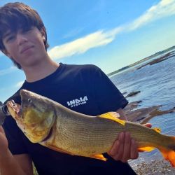 La expectativa es que, con la estabilidad del nivel, el dorado siga en ascenso y ofrezca jornadas memorables. Hoy toma señuelos, carnada, fly o bait con la misma efectividad.