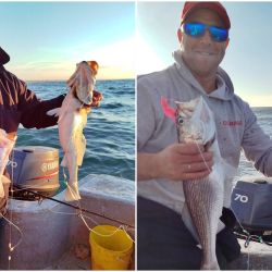 Con una actividad muy interesante en líneas generales, la novedad por estos tiempos es la aparición de los cazones, una especie que se pesca obligatoriamente con devolución y que vuelven más entretenidas las salidas.