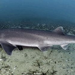 Aunque el tiburón gatopardo no representa peligro para las personas, enfrenta amenazas por la pesca deportiva y artesanal. Su rol es vital como depredador tope: regula la población de otras especies y mantiene el equilibrio del ecosistema.