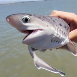 Aunque el tiburón gatopardo no representa peligro para las personas, enfrenta amenazas por la pesca deportiva y artesanal. Su rol es vital como depredador tope: regula la población de otras especies y mantiene el equilibrio del ecosistema.