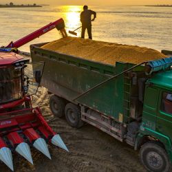 Vista aérea tomada con un dron de maíz cosechado cargado en un camión, en la ciudad de Sanmenxia, en la provincia de Henan, en el centro de China. | Foto:Xinhua/Du Jie