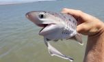 San Clemente, único lugar de cría del tiburón gatopardo en la costa