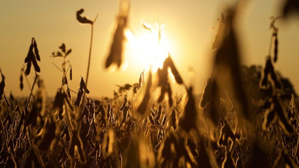 Campo con chauchas de Soja