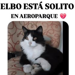 Elbo Gato | Foto:CEDOC