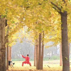 Un ciudadano hace ejercicio en un bosque de ginkgos, en la ciudad de Shijiazhuang, en la provincia de Hebei, en el norte de China. | Foto:Xinhua/Chen Qibao