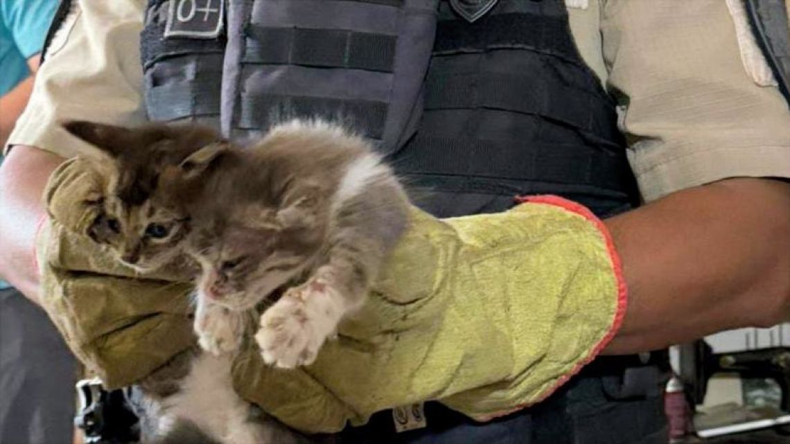 Insólito: rescataron a 27 gatos "en malas condiciones sanitarias" en Córdoba