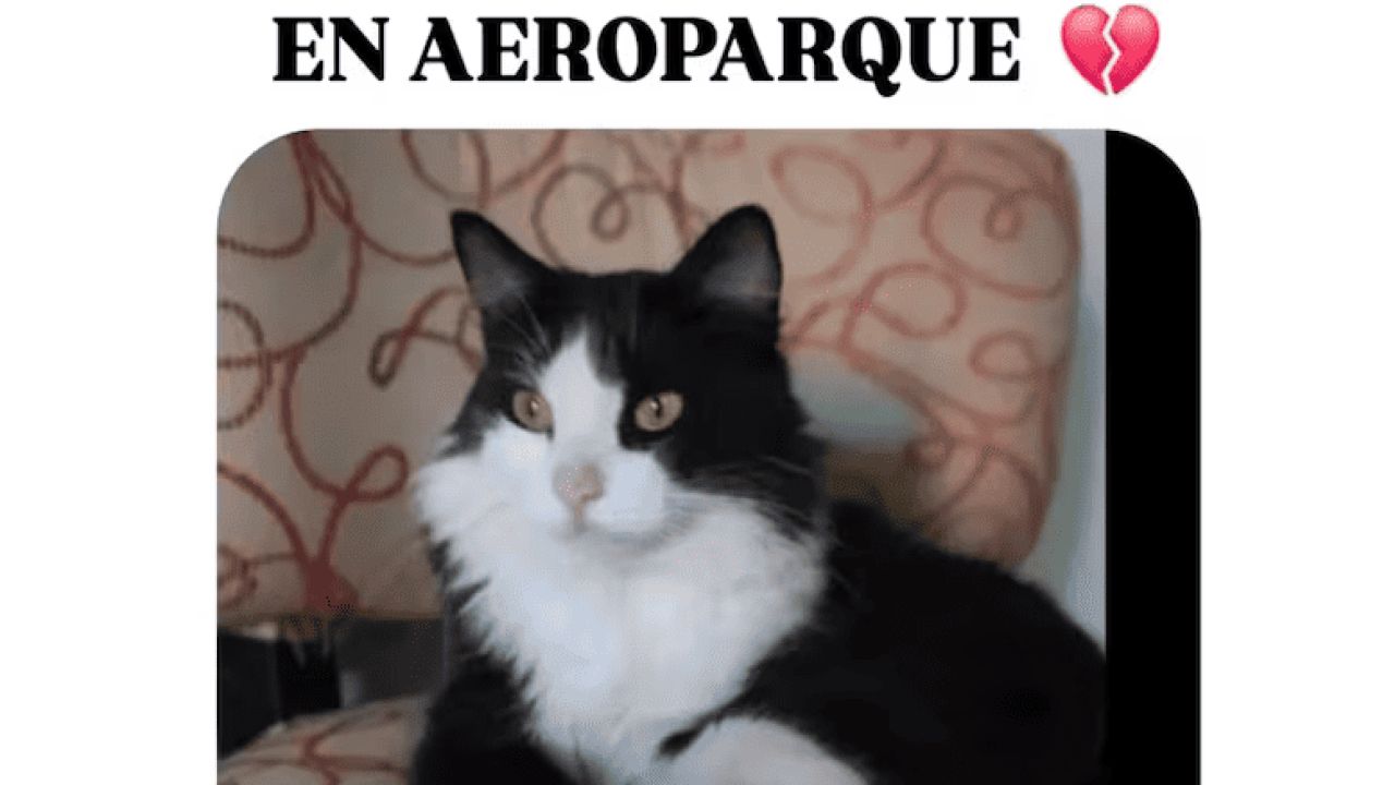 Elbo Gato | Foto:CEDOC