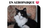 Un gato se le perdió a Aerolíneas Argentinas y es viral