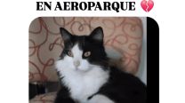 Un gato se le perdió a Aerolíneas Argentinas y es viral