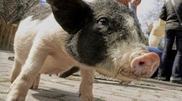 Arranca el primer ensayo clínico de trasplante de riñón de cerdo.