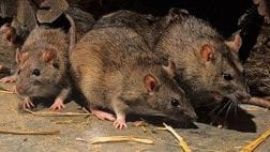Identifican la cepa andina de hantavirus: se transmite entre humanos y contagió a tres pasajeros del crucero