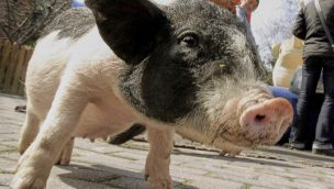 Arranca el primer ensayo clínico de trasplante de riñón de cerdo.