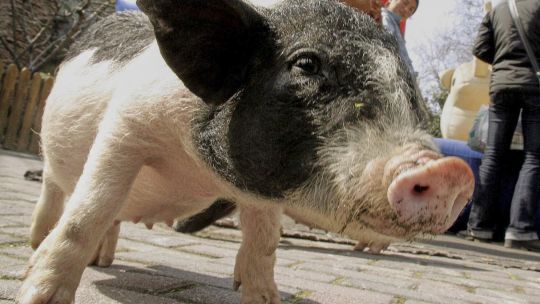 Arranca el primer ensayo clínico de trasplante de riñón de cerdo.