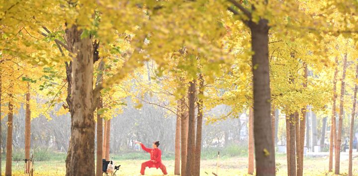 Un ciudadano hace ejercicio en un bosque de ginkgos, en la ciudad de Shijiazhuang, en la provincia de Hebei, en el norte de China.