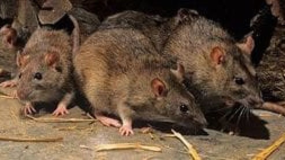 Hantavirus: se confirma la segunda muerte en el año.